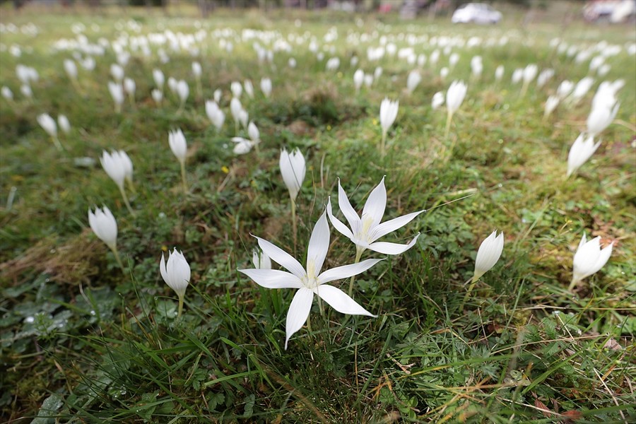 Vargit çiçekleri Karadeniz yaylalarında görülmeye başladı