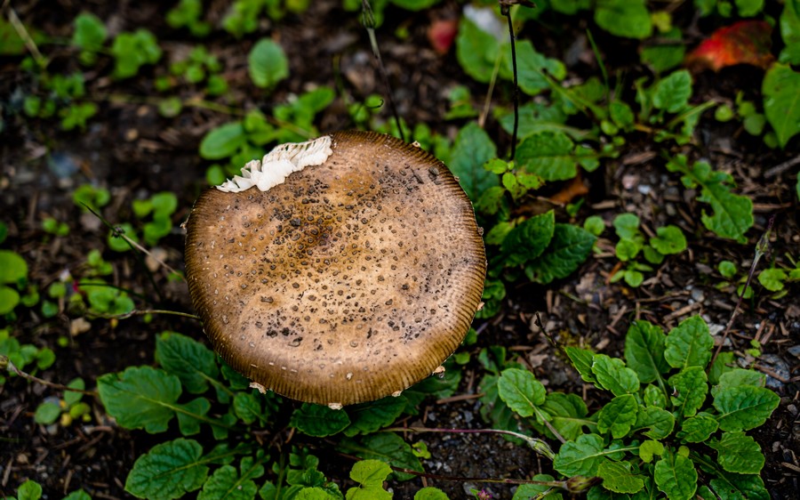 Mantar zehirlenmesine dikkat!
