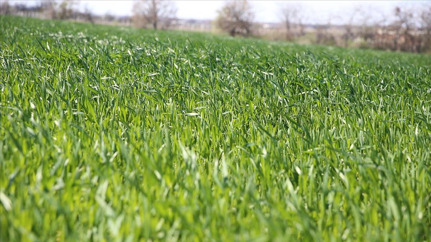 Trakya'daki yağışlar buğdayın gelişimine destek oldu