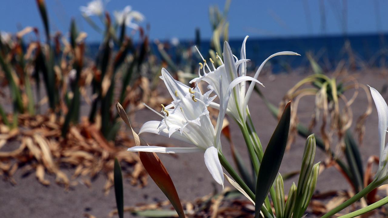 Bu çiçeği koparmanın cezası 380 bin TL