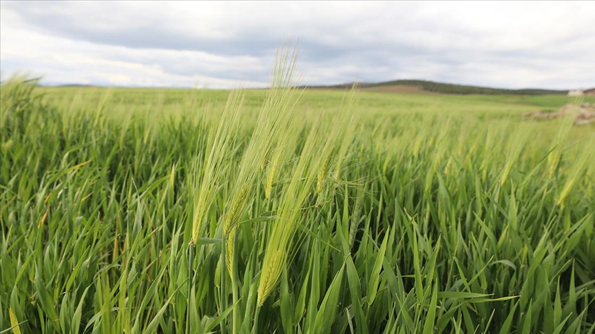 Yağışlar hububat için bereket oldu