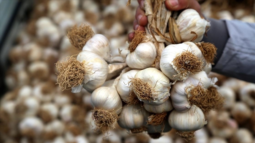 Soğan ve sarımsak bağışıklığı güçlendiriyor