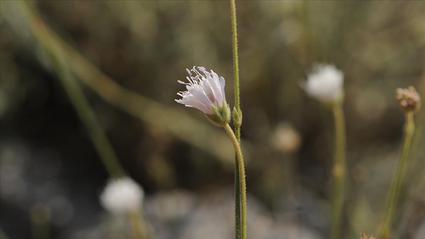 Yeni bir bitki türü keşfedildi