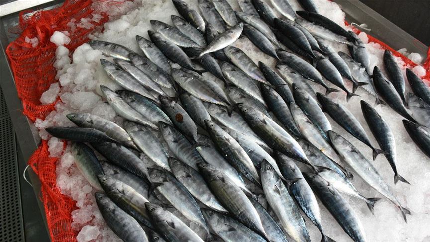 Bu sene bol palamut bekleniyor