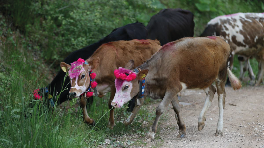 Yaylacıların dönüş yolculuğu