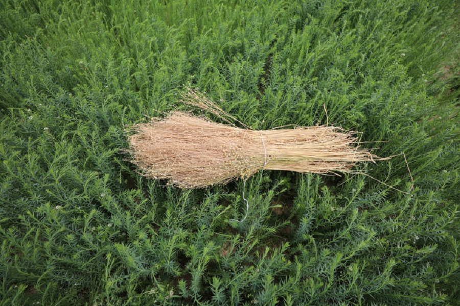 ­Kuraklığa dayanıklı ketenin üretimi artırılacak