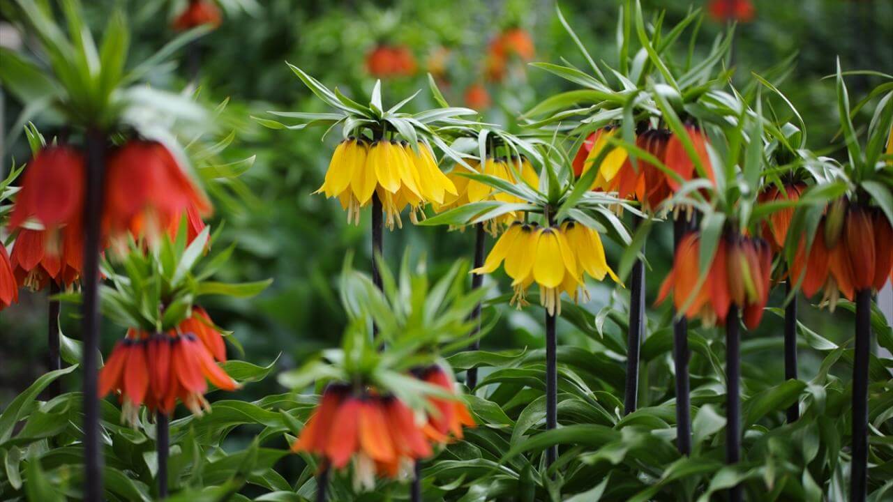 Ters laleler hayranlık uyandırıyor