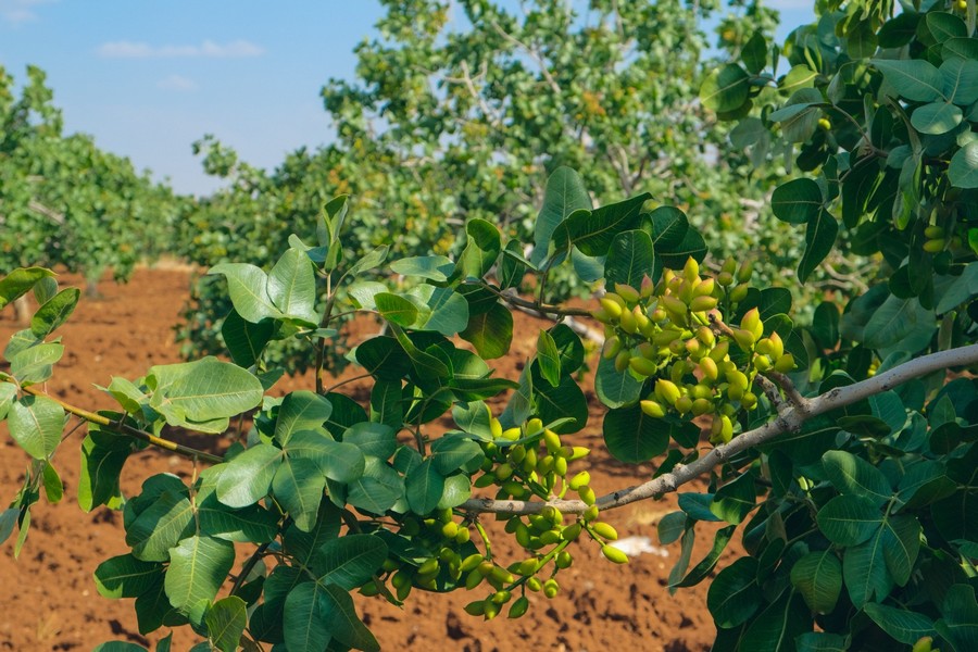 Hâcer Muhterem Coşan anısına meyve bahçeleri kuruluyor