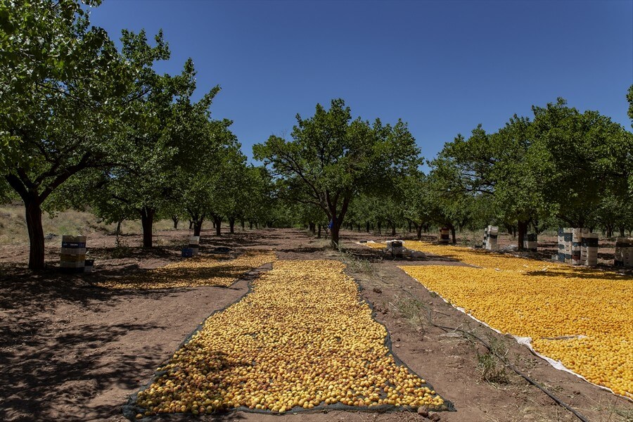 Malatya'da kayısı hasadı sürüyor
