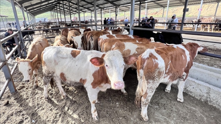 Erzurum'da kurban hareketliliği başladı