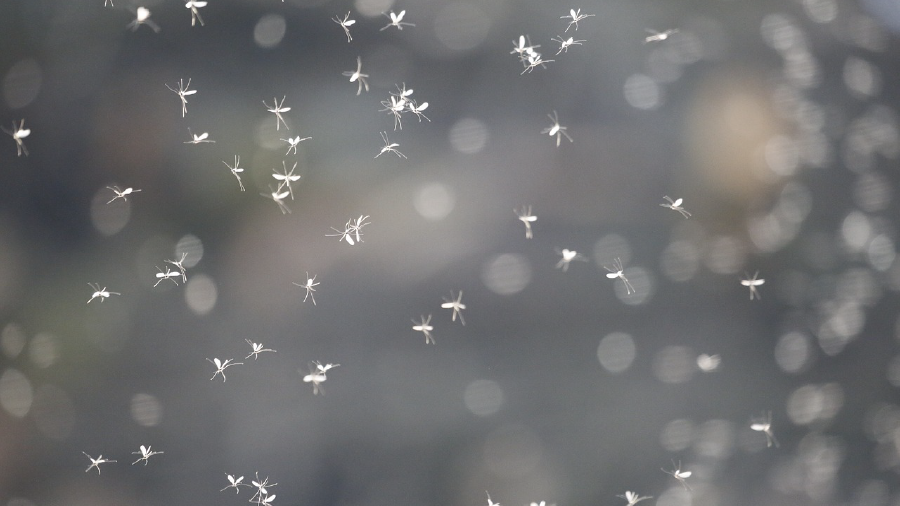 Singapur’da dang humması tehdidi