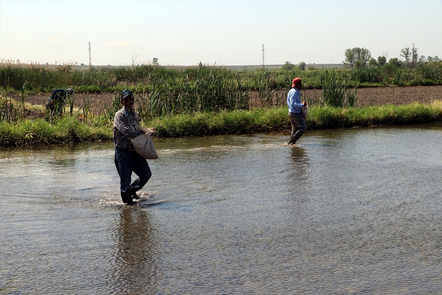 Edirne'de çeltik ekimine başlandı