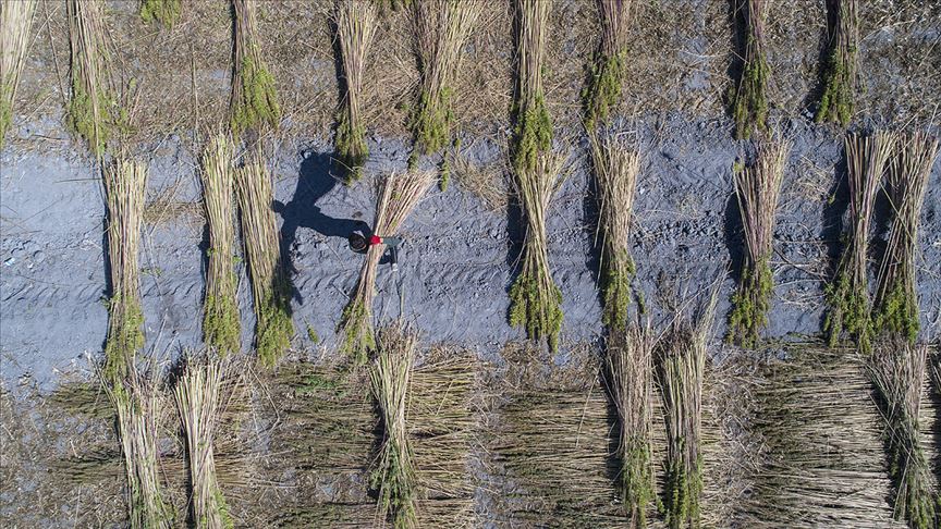 Kenevir ekim alanında artış