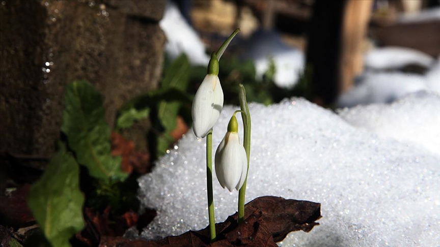Küre Dağları nda kardelenler açtı