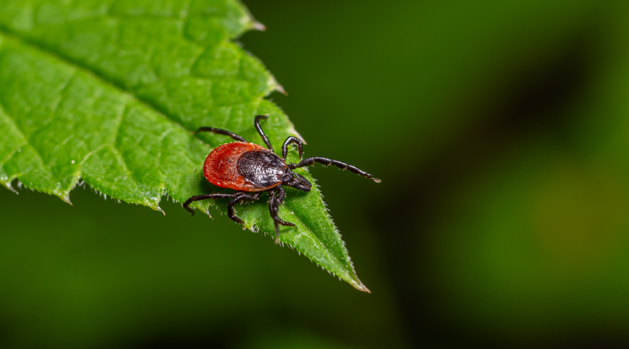 ­Sıcaklıklar artıyor, kene riskine dikkat