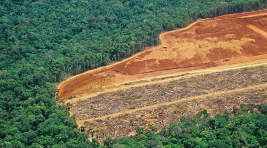 65 Milyon Dönüm Orman Yok Oldu