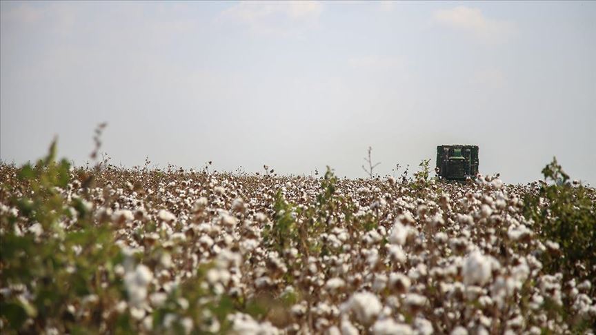 ­Pamukta ekim alanları artırılıyor