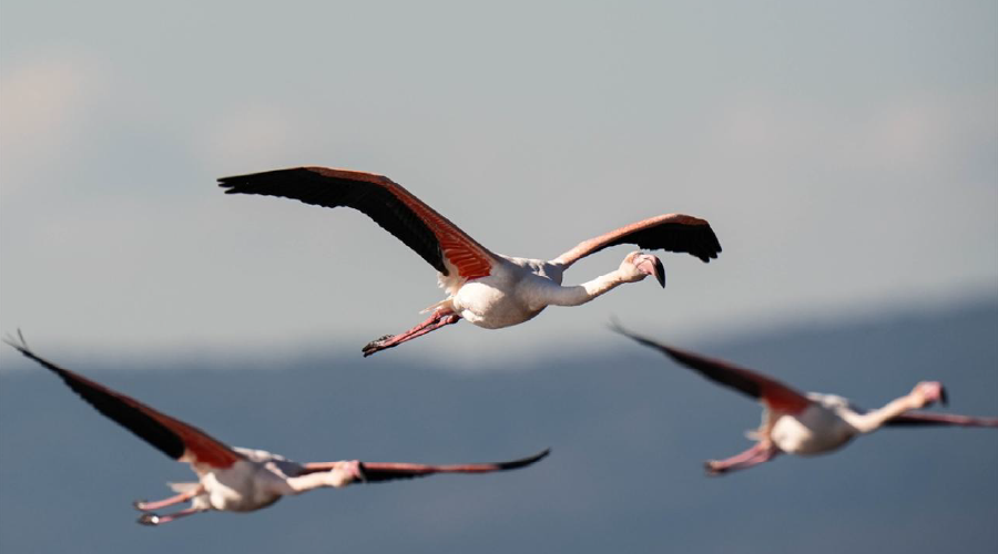 Anadolu'nun 'allı turnası' kışı Gediz Deltası'nda geçiriyor