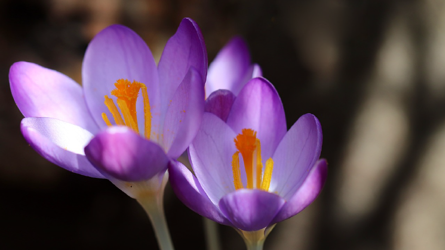 Anadolu'nun çiğdem merasimleri