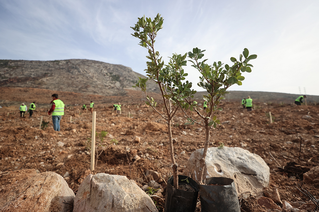 İzmir'de yanan ormanlar sakız fidanları ile yeşerecek