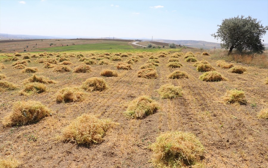 Yozgat'ta yeşil mercimek hasadı başladı