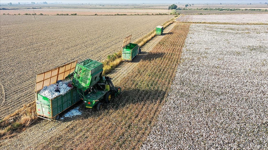 ­Pamukta ekim alanı artıyor