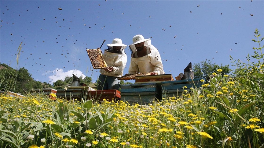 Gezgin arıcılar zengin floralı yaylaları tercih ediyor