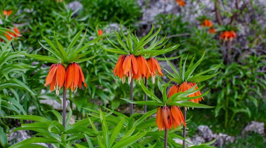  Ters laleyi kopartana 244 bin TL ceza