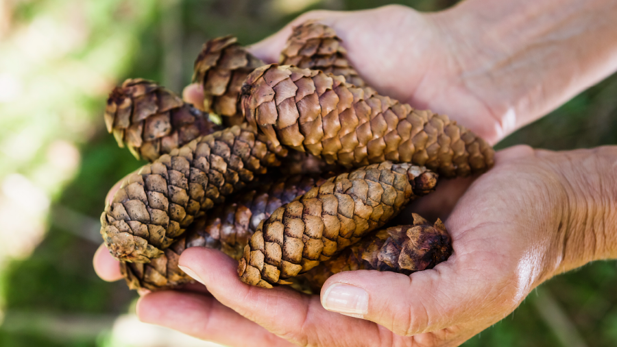 Ormanların iyileştirilmesinde tohum havuzundan faydalanılacak