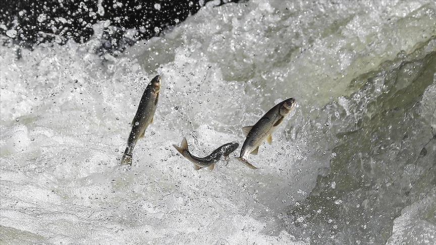 İnci kefallerinin tatlı sulara göçü sürüyor