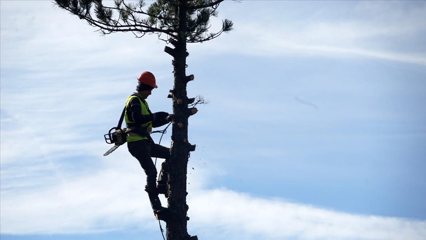 Fidanların güneş alması için metrelerce yüksekte ağaç buduyorlar