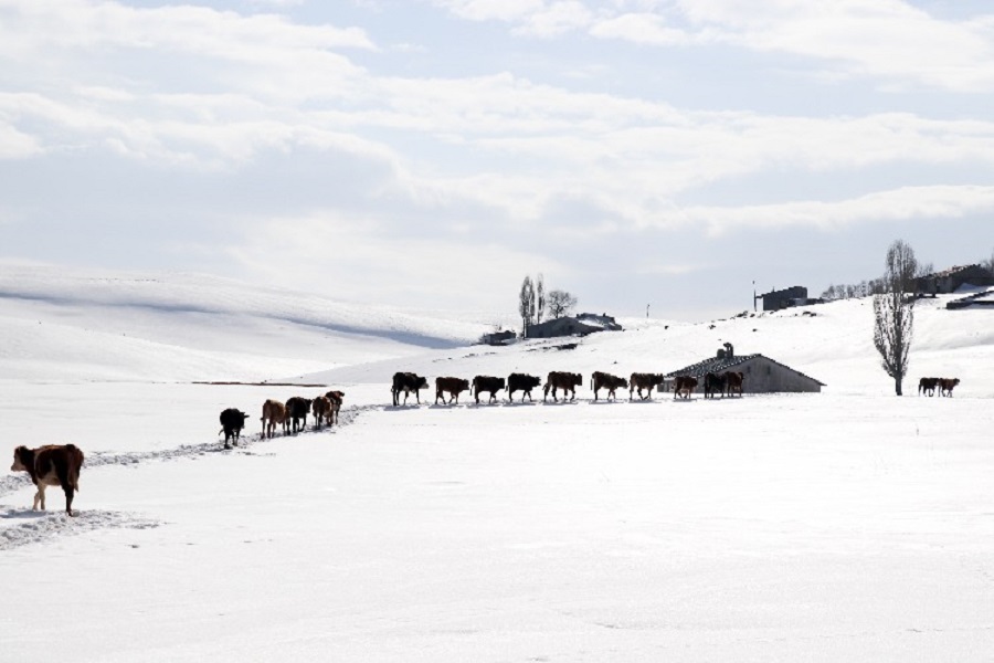 Ağrı da besicilerin kar üstünde mesaisi