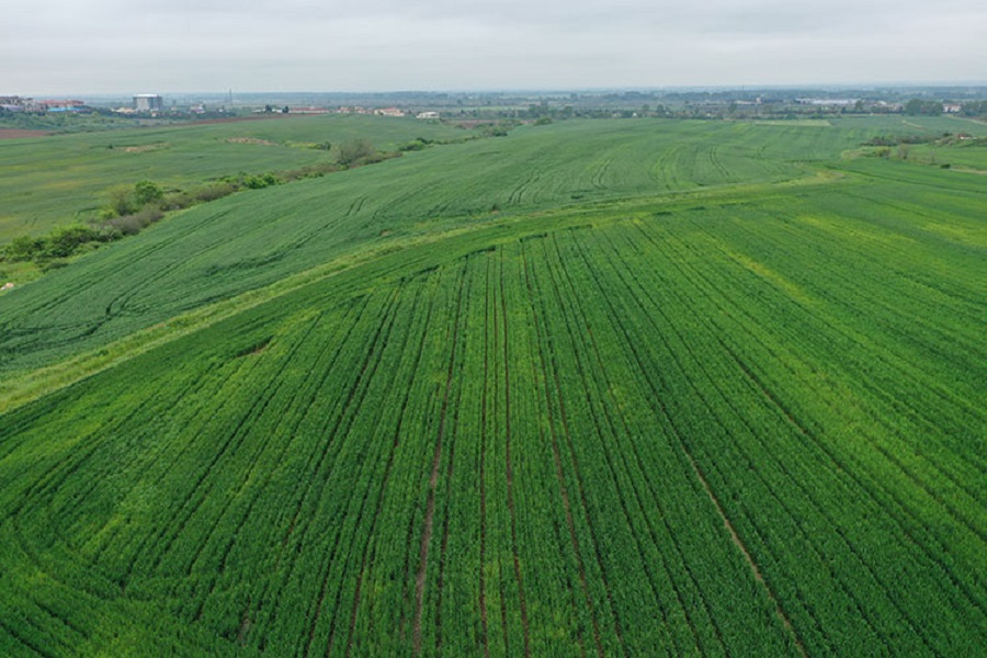 Trakya'da bahar yağmurları buğday rekoltesine katkı sağladı