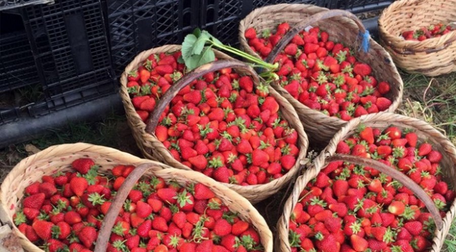 Kandıra çileğinde  hasat zamanı