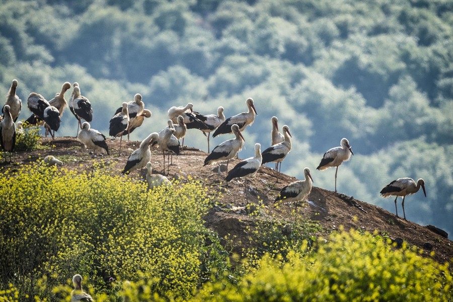 İstanbul'un göçmen kuşları fotoğraflandı