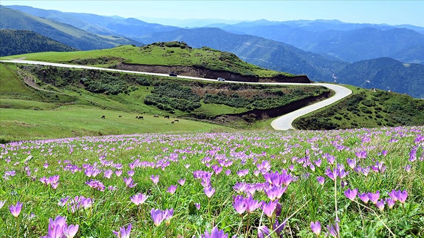 Yayladan dönüşün habercisi 'vargit'ler çiçek açtı