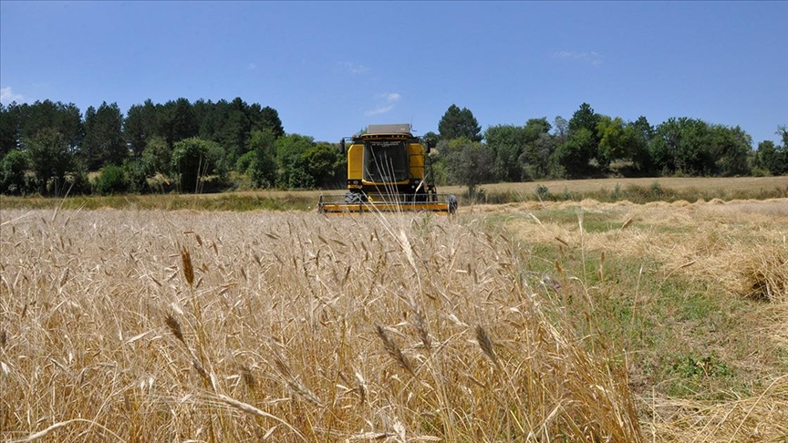 Kastamonu'da siyezin hasadına başlandı