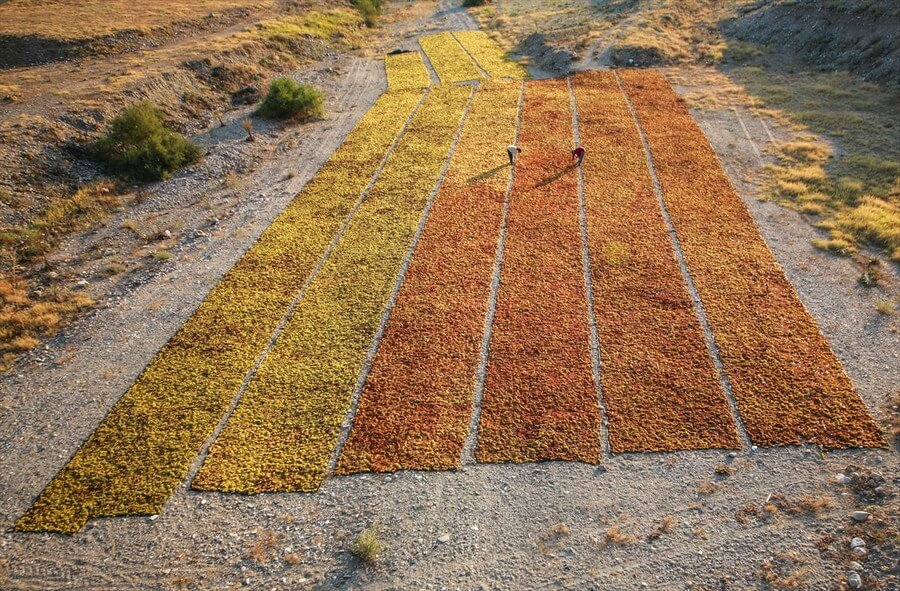 Manisa'da üzüm hasadı ve kurutma mesaisi 