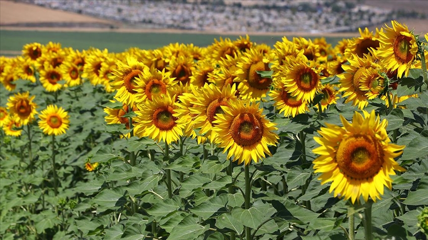 Tekirdağ'da ayçiçekleri tarlaları sarıya boyadı