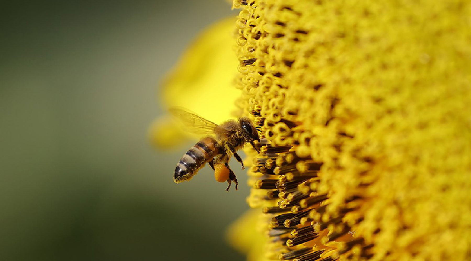 Bal arılarda hastalık riski