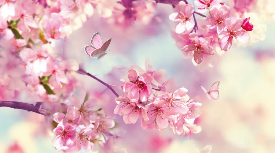 Şevval Ayı başladı: Yıl boyu sevap müjdesi