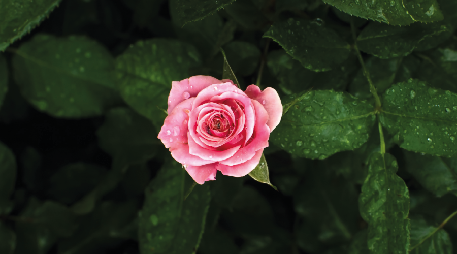 Yağmur yağdığında Peygamber Efendimiz (SAS) ne yapardı?