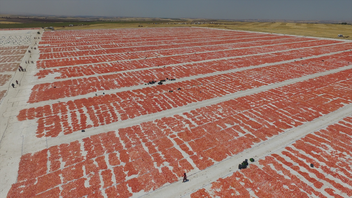 Şanlıurfa'da domates kurutma mesaisi