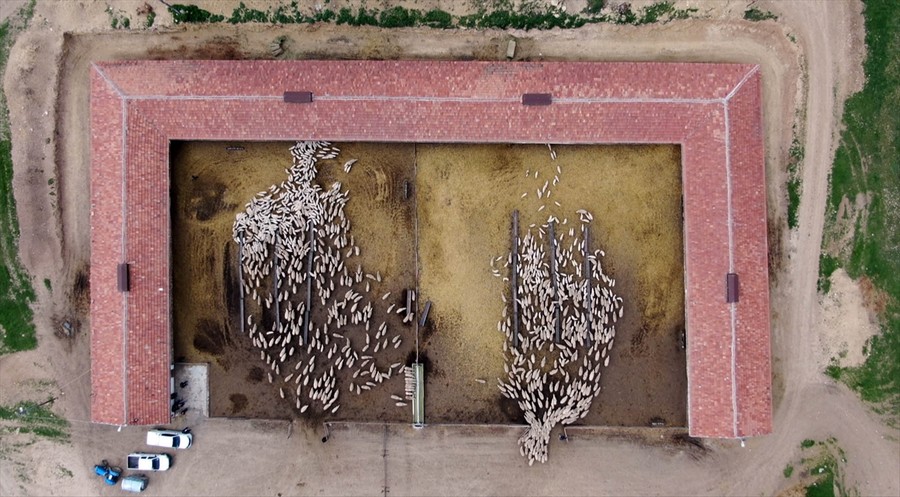 Süt kuzularının anneleriyle buluşma anı 