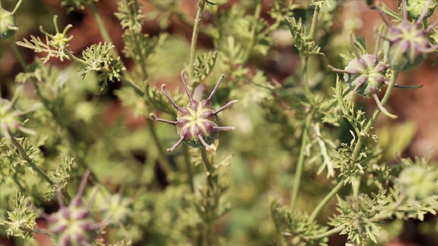 Kilis'te alternatif ürün çörek otundan yüksek verim