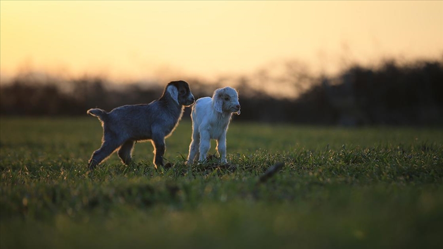 Besicilerin telaşı, yeni doğan oğlak ve kuzular