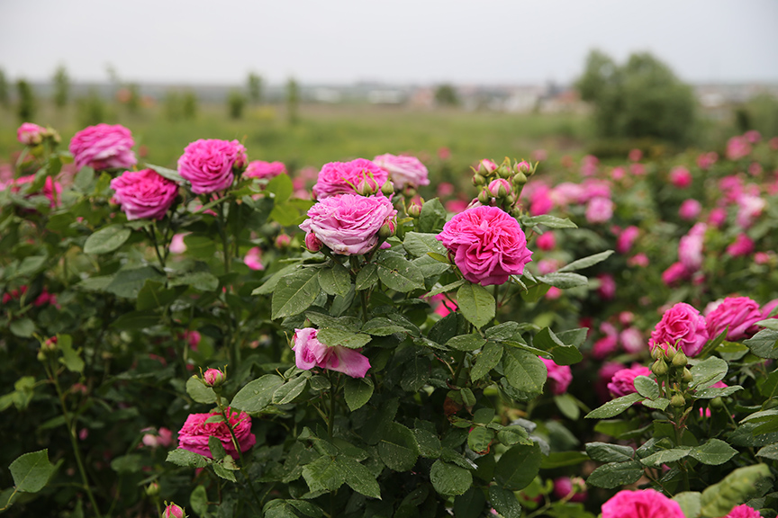 Gül ürünlerinin kadim kültürümüzde kullanımı