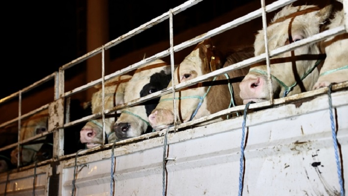 Kurbanlıkların İstanbul'a girişi başladı