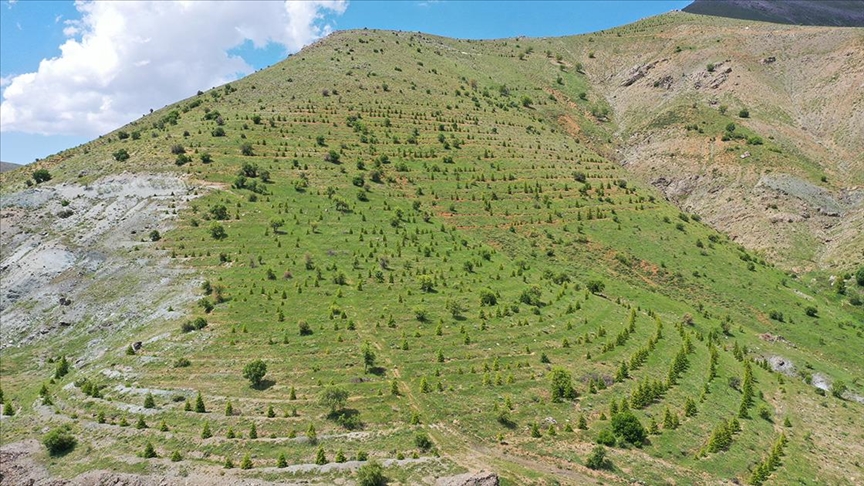 Fidanlar kar ve yağmur sularıyla yeşeriyor