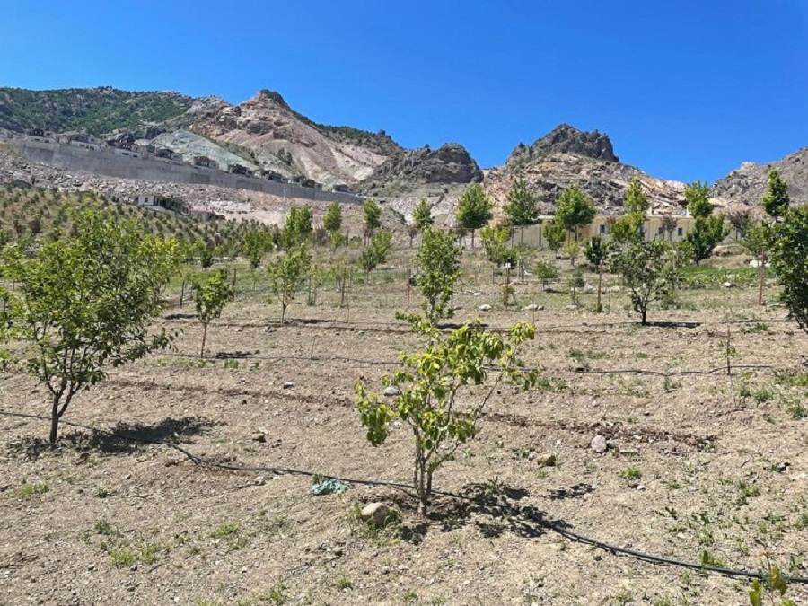 Artvin de  nakil ağaçlar  meyve verdi